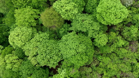 Aerial-drone-shot-over-primary-Jungle-tropical-rain-forest