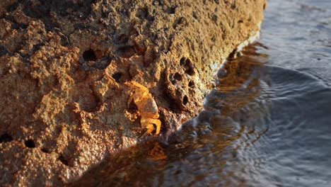 Orange-Camouflaged-Crab-on-a-Rock-near-the-Sea---slow-motion