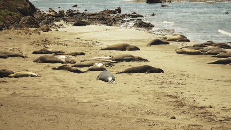 Large-group-of-adult-Elephant-Seals-rest-and-sleep-on-the-sandy-beach-in-the-sun-in-California,-USA