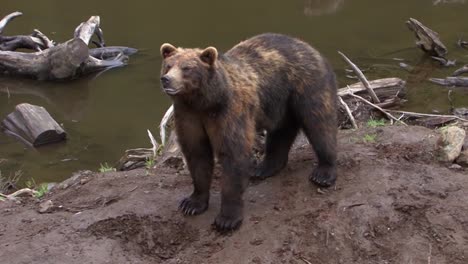 Bear-standing-by-the-riverbank-in-Alaska
