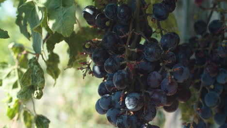Dark-blue-clusters-and-bunch-of-fresh,-ripe,-delicious,-tasty,-plump-Italian-grapes-hanging-down-on-green-vine-by-variegated-leaves-in-vineyard-on-sunny-day,-static-close-up-shallow-depth-of-field