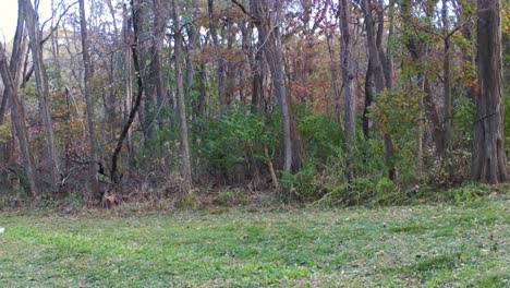 Ein-Weiblicher-Wilder-Truthahn,-Der-Im-Herbst-Am-Rand-Einer-Lichtung-In-Den-Wäldern-Von-Illinois-Spazieren-Geht