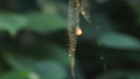 Medium-close-up-of-spider-on-a-web-waving-in-the-wind