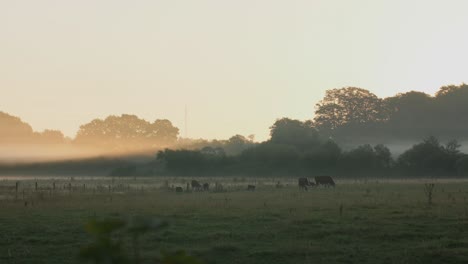 Braune-Und-Weiße-Kühe,-Die-Am-Frühen-Morgen-über-Die-Grüne-Wiese-Laufen-Und-Fressen,-Während-Der-Sonnenaufgang-Einen-Lichtstrahl-Durch-Den-Tief-Hängenden-Nebel-Wirft