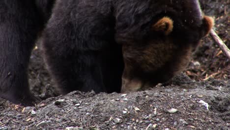Closeup-of-a-black-bear-digging-the-ground-for-food