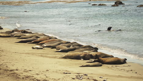 Large-group-of-adult-Elephant-Seals-all-lined-up-in-a-row-along-the-shoreline-taking-an-afternoon-nap-in-the-sun