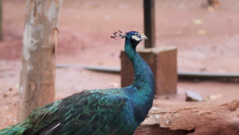 Peacock-walking-Gracefully-moving-pass-tree-by-in-birds-park,-Hambantota