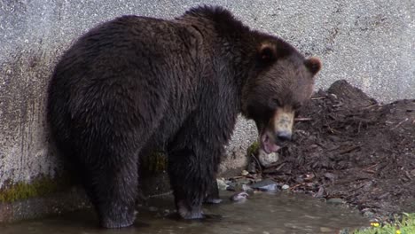 Big-black-bear-along-a-wall-searching-something-in-a-small-water-puddle