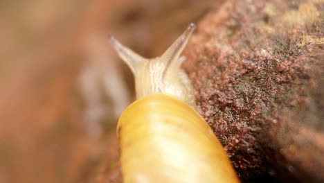 A-garden-snail-climbs-a-rock-and-leaves-behind-a-slime-trail
