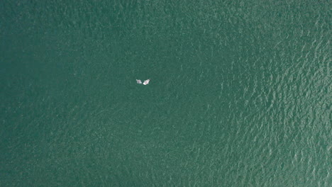 AERIAL:-Seagull-flies-above-Dead-Plaice-on-the-Green-Baltic-Sea