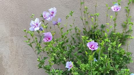 Hummingbird-feeding-on-purple-flowers,-on-a-sunny-day,-Static-view
