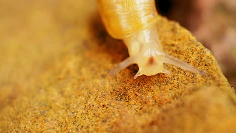 Front-view-of-a-garden-snail-crawling