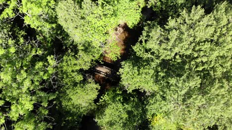 Overhead-aerial-shot-of-lush-green-forest-in-sunlight,-downward-motion