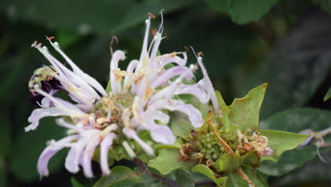 Bee,-insect,-flower-closeup,-nature,-summer-garden-bug,-natural-wildlife-scene,-macro,-pollination