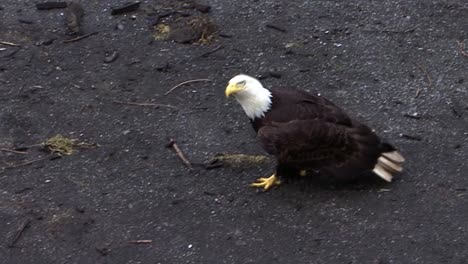 Bald-eagle-walking-on-the-ground-and-eating