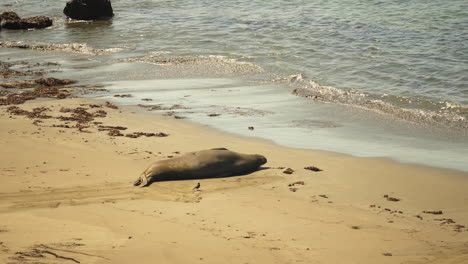 Small-bird-lands-next-to-and-walks-near-a-large-sleeping-Elephant-Seal-at-a-seal-rookery-in-Southern-California