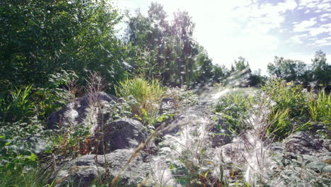 Weidenröschen-Blütensporen,-Die-An-Sonnigen-Tagen-In-Der-Luft-Schweben,-Zeitlupe