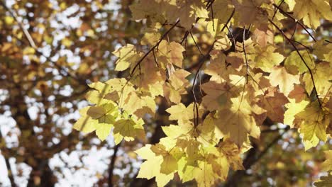 Goldene-Blätter-In-Zeitlupe,-Tagsüber-Im-Wald