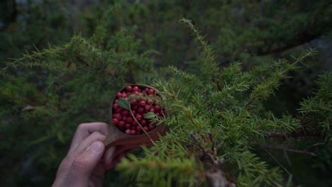 POV-shot-of-Lingonberries-collected-in-Boreal-pine-tree-forest-in-Finland