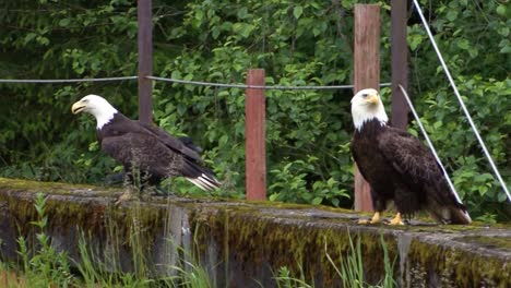 Two-bald-eagles-and-a-raven-resting-on-a-big-stone-wall,-in-Alaska