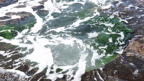 Large-tidepool-washed-by-a-wave-at-Jervis-Bay-Australia-full-of-green-algae,-Locked-low-angle-shot
