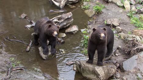 Two-big-black-bears-standing-by-the-riverbank-in-a-rainy-day,-in-Alaska