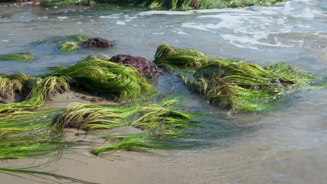 Wasser-Auf-Felsen-Und-Grünen-Pflanzen-Am-Strand-Von-El-Matador
