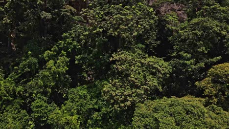 Drohnen-Seitenkameraaufnahme-Des-üppigen-Tropischen-Dschungels-Auf-Einer-Insel-In-Thailand