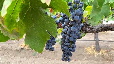 Closeup-of-grapes-on-vine,-at-winery-ready-to-make-into-wine