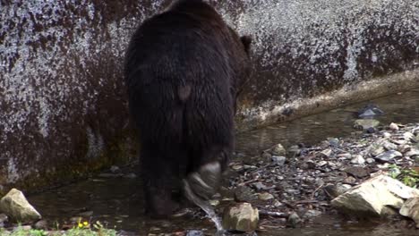 Big-black-bear-walking-slowly-along-a-wall-through-small-puddles-of-water