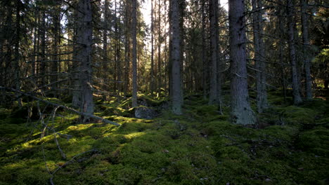 Mossy-green-forest-on-sunny-afternoon,-time-lapse