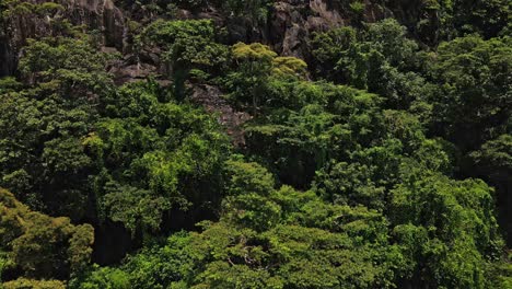 Drone-tracking-shot-of-tropical-jungle-and-rocky-cliff