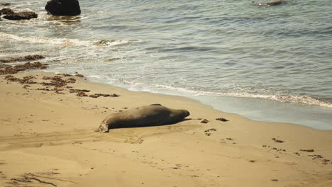 Large-adult-male-Elephant-Seal-sleeps-soundly-in-the-sun-right-at-the-edge-of-the-ocean-on-a-beach-in-Southern-California