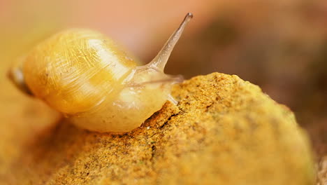 A-snail-climbs-to-the-edge-of-a-rock