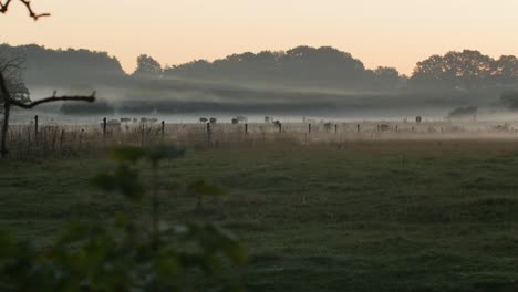 A-flock-of-cows-eating-grass-in-the-distance-on-a-calm-and-misty-morning-with-an-orange-sky