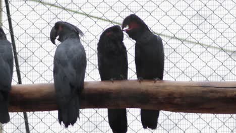 Cacatúa-De-Palma-Especies-De-Loros-Negros-Pájaros-Sentados-En-Postes-De-Madera-Enamorados,-Enjaulados-En-El-Parque-De-Pájaros-Hambantota