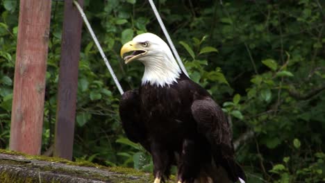 águila-Calva-Descansando-Sobre-Un-Gran-Muro-De-Piedra,-En-Alaska