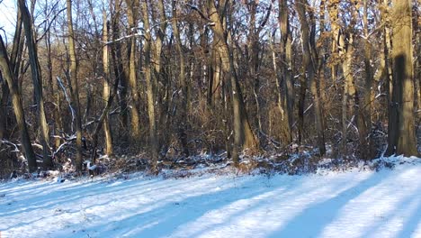 Red-Fox-trotting-along-the-edge-of-the-woods-on-bright-winter-day-in-Illinois