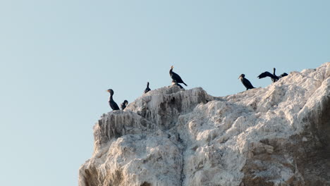 Seabirds-Perched-On-Guano-Covered-Rock-In-The-Sun