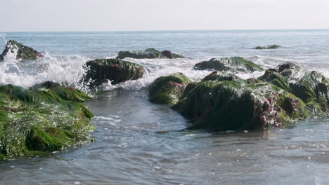 Zeitlupenwellen-Auf-Grünen,-Mit-Algen-Bedeckten-Felsen