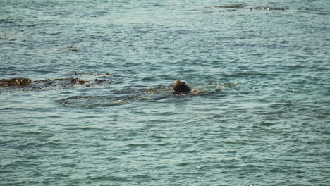Zwei-Große-Männliche-Seeelefanten-Kämpfen-Um-Die-Vorherrschaft-Im-Brutgebiet