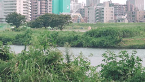 Lush-Green-Grass-And-Trees-Growing-On-The-Edge-And-Riverside-Of-Tamagawa-River-Near-The-High-Rise-Buildings-In-Tokyo,-Japan
