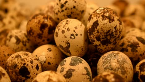 Rare-spotted-eggs-Grey-francolin-teetar-bird
