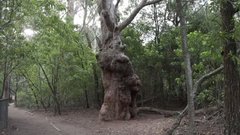 Overgrown-tree-with-protruding-bark-near-Fitzroy-Falls-Australia-in-the-Kangaroo-Valley-National-Park,-Locked-shot