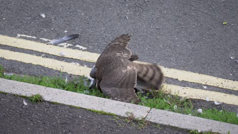 Pigeon-survives-attack-and-walks-away-when-wary-sparrowhawk-flies-off