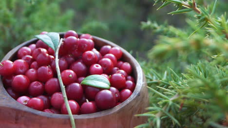 Close-shot,-Cup-of-Lingon-berries-collected-in-Nordic-pine-tree-forest