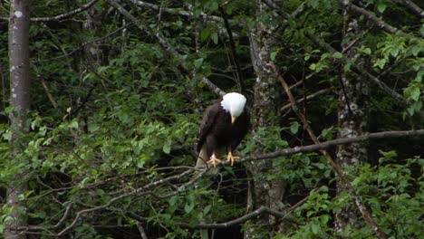 Bald-eagle-resting-on-a-tree-branch-in-Alaska