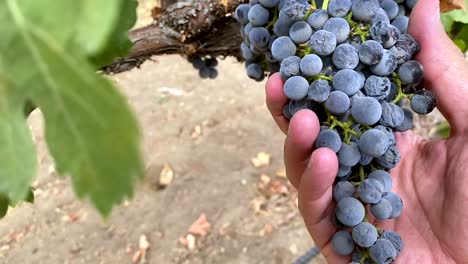 Vineyard-grape-picker-holding-fresh-black-grape-cluster-on-winery-vines,-closeup