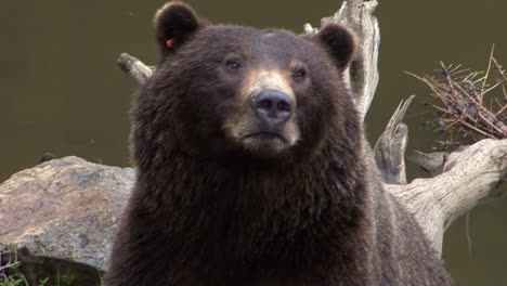 Closeup-of-a-black-bear-sniffing-the-air-next-to-a-river