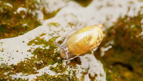 A-garden-snail-with-patterned-shell-crawls-across-a-moist-rock
